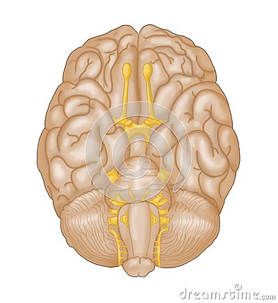 Cranial nerves / human brain Stock Photo