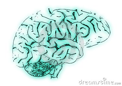 Illustration of a Human Brain Stock Photo