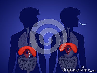 Human Diaphragm Anatomy Stock Photo