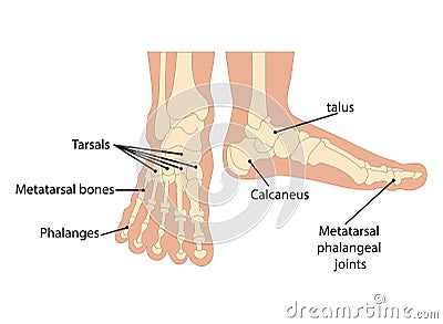 illustration human foot bone. on white background Vector Illustration