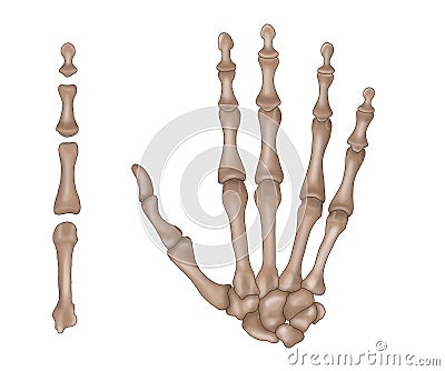 Hand bones Stock Photo