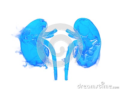 Illustration of human kidneys Cartoon Illustration