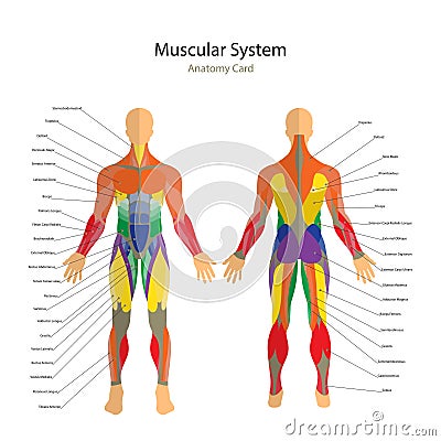 Illustration of human muscles. Exercise and muscle guide. Gym training. Front and rear view. Muscle man anatomy. Vector Illustration