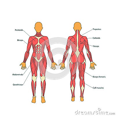 Illustration of human muscles. The female body. Gym training. Front and rear view. Muscle man anatomy. Vector Illustration