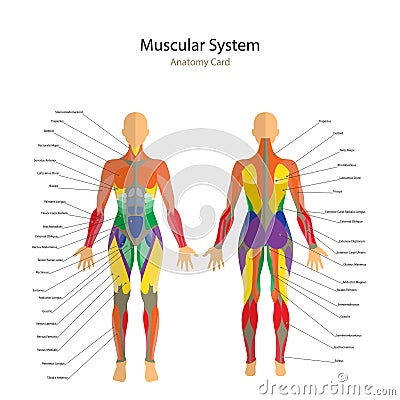 Illustration of human muscles. The female body. Gym training. Front and rear view. Muscle man anatomy. Vector Illustration