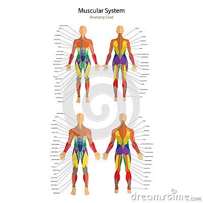 Illustration of human muscles. Female and male body. Gym training. Front and rear view. Muscle man anatomy. Vector Illustration