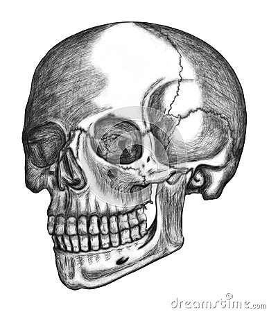 Illustration of human skull isolated on white background Stock Photo