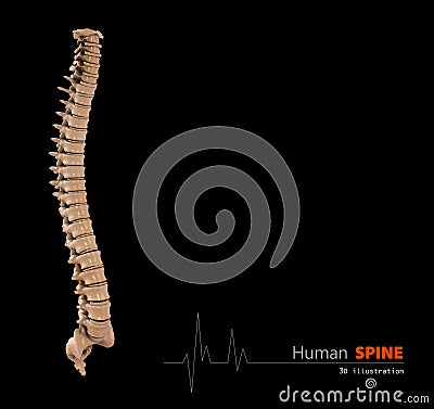 Illustration of Human spine abstract scientific background Stock Photo