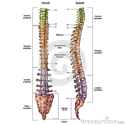 Illustration of the human spine with the name and description of all sites Stock Photo