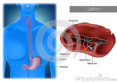 Illustration of Human Spleen Anatomy. Location Of Spleen In Body. Realistic illustration Vector Illustration