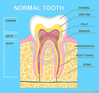 Illustration of human tooth diagram. Tooth structure vector illustration Vector Illustration