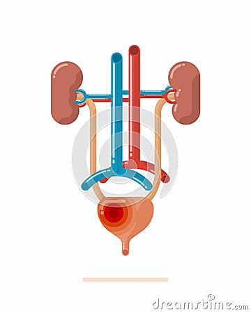 Illustration of human urinary system with disease, flat design vector illustration Vector Illustration