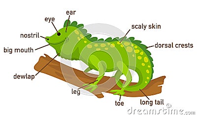 Illustration of iguana vocabulary part of body Vector Illustration