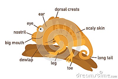 Illustration of iguana vocabulary part of body Vector Illustration