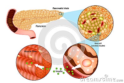 Illustration of insulin production in the pancrea Vector Illustration