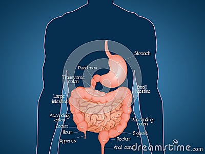 Illustration of intestine diagram Stock Photo