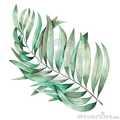An illustration with an isolated branch of the leaves of a palm painted in watercolor on a white background Cartoon Illustration