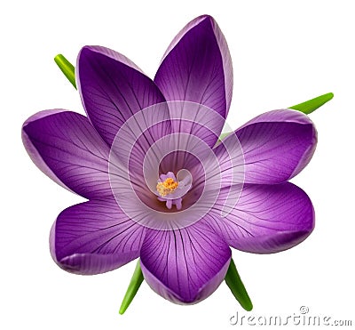 illustration of isolated crocus flower. Generative AI Cartoon Illustration