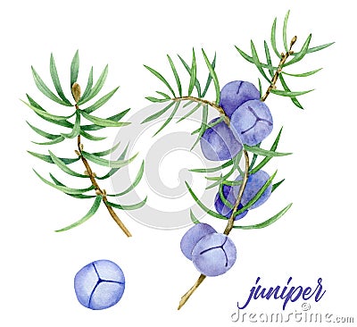 Illustration of juniper berry on branch Cartoon Illustration