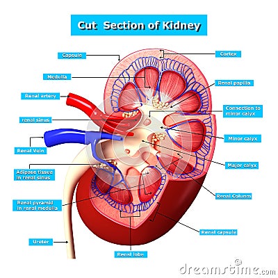 Illustration of Kidney cross section with names Cartoon Illustration