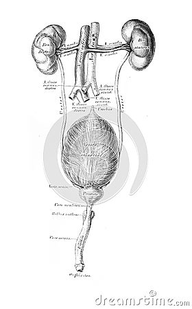 The illustration of kidneys and genitourinary system in the old book die Anatomie des Menschen, by C. Heitzmann, 1875, Wien Cartoon Illustration