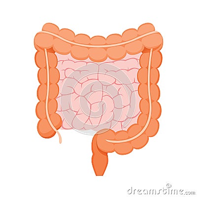 Illustration Of Large And Small Human Intestine Vector Illustration