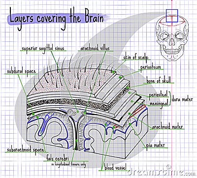 Illustration layers of the structure of the human brain Vector Illustration