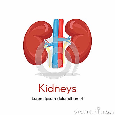 Illustration of left and right kidney Vector Illustration