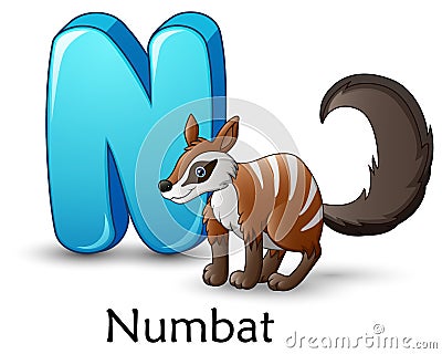 Letter N is for Numbat cartoon alphabet Vector Illustration