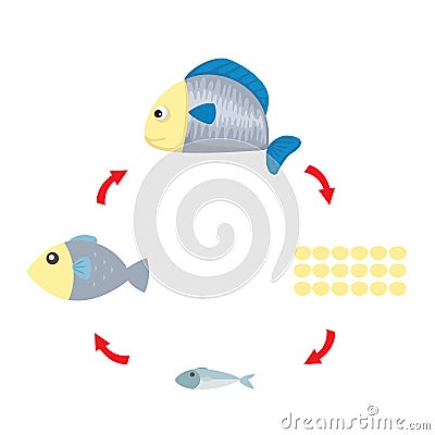 Illustration life cycle fish Vector Illustration