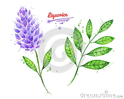 Illustration of Liquorice leaf and flower Cartoon Illustration