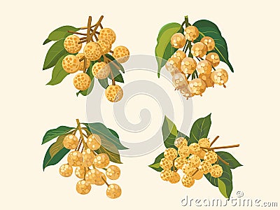 Illustration of a Logan Fruit Vector Illustration