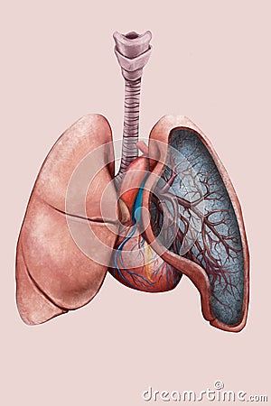 Illustration of the lungs, trachea, bronchi and heart Stock Photo