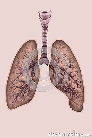 Illustration of lungs with trachea and bronchi Stock Photo