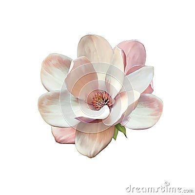 Illustration of a magnolia flower Stock Photo