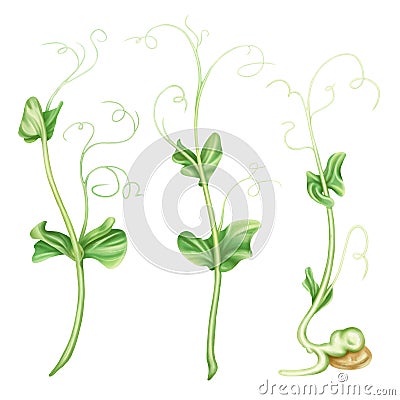 Illustration of micro-green peas in watercolor style. Young seed seedlings, edible leaves, a healthy food supplement. Clipart on a Stock Photo
