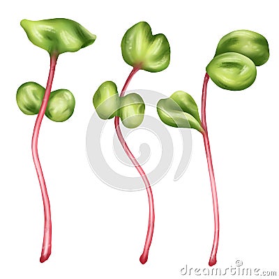 Illustration of a micro-green radish in watercolor style. Young seed seedlings, edible leaves, a healthy food supplement. Clipart Stock Photo