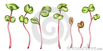 Illustration of a micro-green radish in watercolor style. Young seed seedlings, edible leaves, a healthy food supplement. Clipart Stock Photo