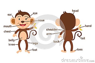 Illustration of monkey vocabulary part of body Vector Illustration