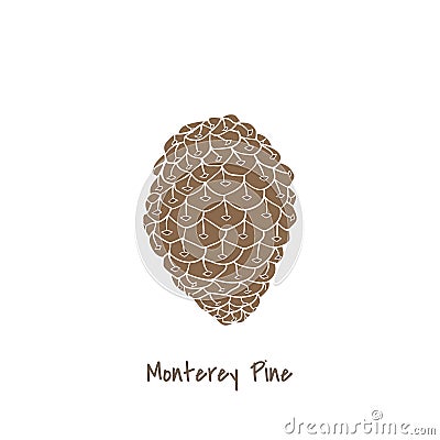 Illustration of monterey pine isolated Stock Photo