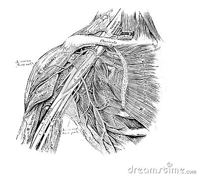 The illustration of muscles and arteries on the shoulder in the old book die Anatomie des Menschen, by C. Heitzmann, 1875, Wien Cartoon Illustration