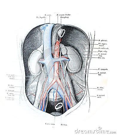 The illustration of muscles, nerves, arteries of the abdominal cavity in the old book die Anatomie, by Fr. Merkel, 1899, Cartoon Illustration