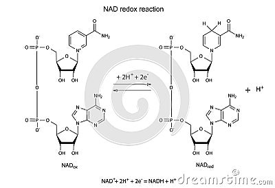 Illustration of NAD redox reaction Vector Illustration