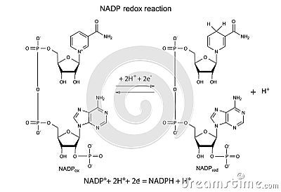 Illustration of NADP redox reaction Vector Illustration