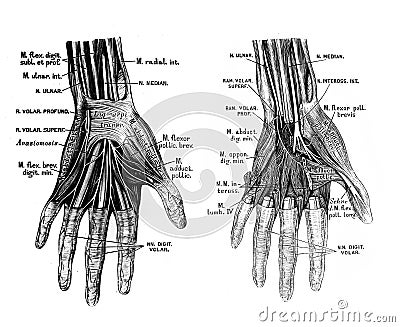 The illustration of nerves in the palm of hand in the old book die Anatomie des Menschen, by C. Heitzmann, 1875, Wien Cartoon Illustration