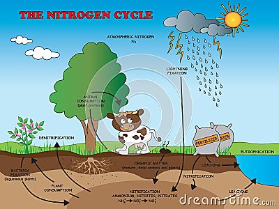 Nitrogen cycle for school Stock Photo
