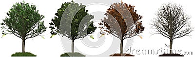 All four seasons Oak tree illustration Vector Illustration