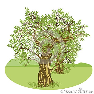 Olive trees on countryside Vector Illustration