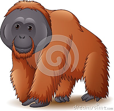 Orangutan isolated on white background Vector Illustration