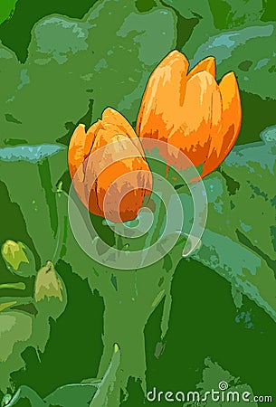 Illustration of a Pair of Orange Tulips in the Garden Stock Photo